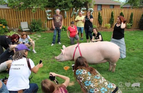 Esther-pig-8