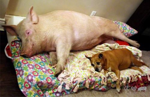 Esther-pig-9