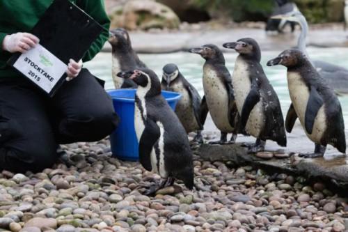 London Zoo Annual Stocktake, London, Britian - 05 Jan 2015