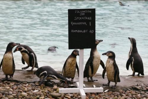 Britain Zoo Count