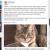 Канадские ветеринары сделают кошку-гермафродита котом