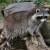 Енот-полоскун