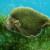 Морской слизень Elysia chlorotica ворует гены у водорослей