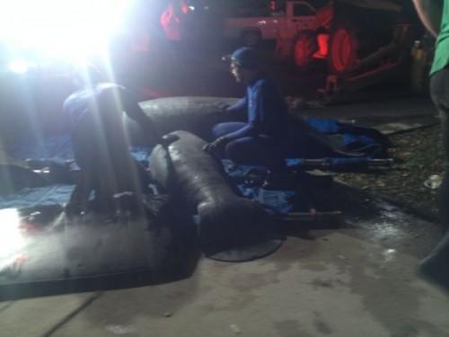1424844920_manatees-rescued-022315