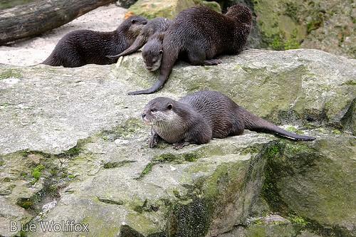 Aonyx congicus