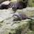 Aonyx congicus