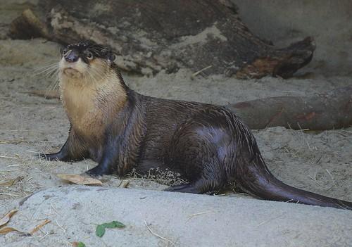 Aonyx capensis
