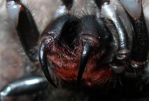 Phoneutria nigriventer