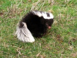 Скунсовые Род Conepatus — Свиноносые скунсы