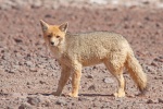 род Южноамериканские лисицы , или Pseudalopex