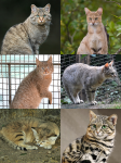 род Кошки