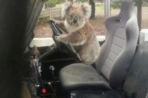 Koala-2