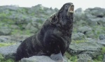 Северные морские котики