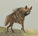 Hyaena