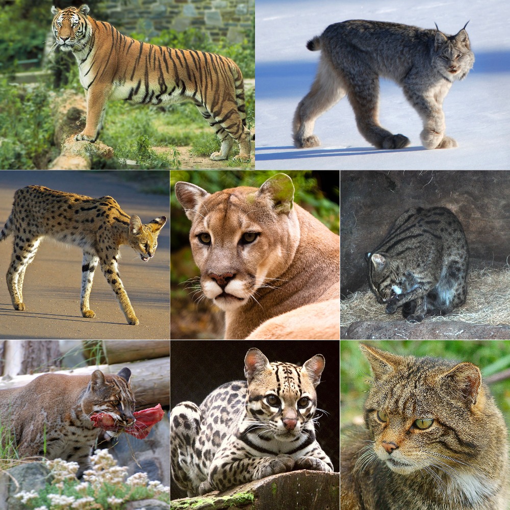 Кошачьи