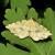 Therapis flavicaria