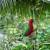 Prosopeia splendens