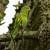 Brotogeris chiriri