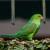 Brotogeris tirica