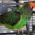 Poicephalus gulielmi