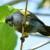 Poicephalus rueppellii
