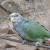 Pionus tumultuosus