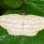 Luxiaria obliquata