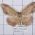 Luxiaria amasa
