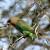 Poicephalus cryptoxanthus