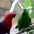 Eclectus roratus