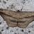 Probithia exclusa