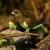 Poicephalus meyeri