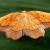 Epione repandaria