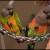 Poicephalus rufiventris