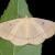 Eilicrinia flava