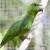 Graydidascalus brachyurus