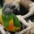 Poicephalus senegalus