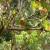 Hapalopsittaca amazonina