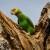 Poicephalus flavifrons