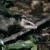 Didelphis imperfecta