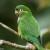 Leptosittaca branickii