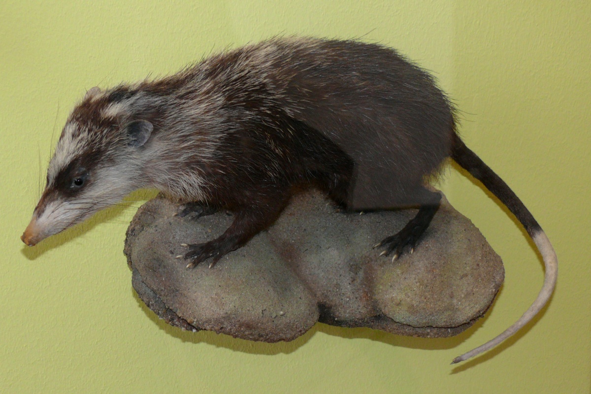 Echinosorex (Род)