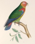 Карликовые амазоны