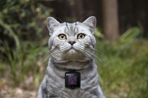 Whiskas-Catstacam