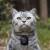 Носимая камера Whiskas позволяет кошкам размещать свои фото в Instagram
