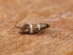 Phylloporia