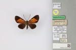Mesenopsis