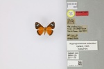 Argyrogrammana