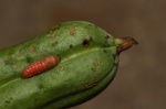 Tegeticula