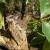 Marmosops juninensis